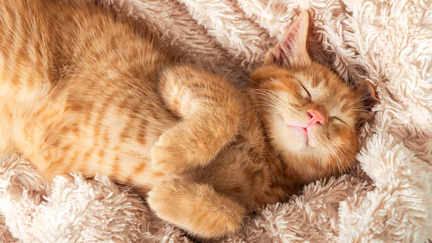 cute-ginger-kitten-sleeps