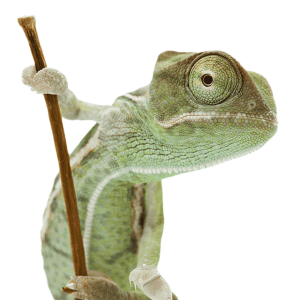 Gady i Płazy