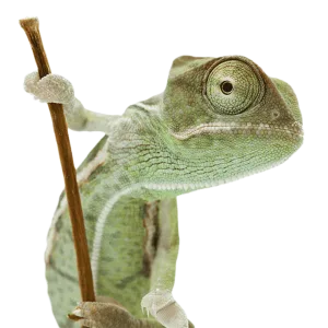 Gady i Płazy
